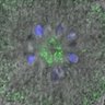Thumbnail for dataset Figure4B_140511_B56e_ACA_monastrol_120min
