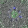 Thumbnail for dataset Figure4B_140511_B56e_ACA_monastrol_240min