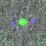Thumbnail for Figure4B_140511_B56e_ACA_monastrol_360min
