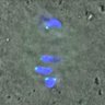 Thumbnail for dataset Figure4C_131220_BubR1_pS659_ACA_120min