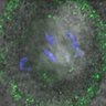 Thumbnail for dataset Figure4DE_140514_B56e_ACA_BubR1-3D_120min