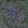 Thumbnail for Figure4DE_140514_B56e_ACA_BubR1-WT_240min
