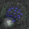 Thumbnail for dataset Figure4DE_140824_B56e_ACA_BubR1-3A_6h