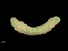 Thumbnail for dataset Fig4_spleen_X