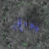 Thumbnail for dataset Figure4DE_140824_B56e_ACA_BubR1-3D_4h