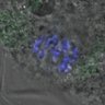 Thumbnail for dataset Figure4DE_140824_B56e_ACA_BubR1-WT_6h