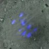 Thumbnail for dataset Figure5B_140425_KNL1pS24_ACA_BubR1-WT