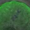 Thumbnail for dataset Figure5D_140829_BubR1-3A