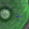 Thumbnail for dataset Figure5D_140829_BubR1-WT