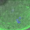 Thumbnail for Figure5D_140904_BubR1-WT