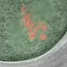 Thumbnail for dataset Figure6ABC_131213_BubR1-CAD