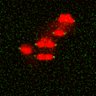 Thumbnail for dataset Figure6ABC_131213_BubR1-CAD_concatenated_L3