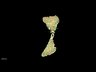 Thumbnail for dataset Fig4_spleen_Z