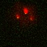 Thumbnail for Figure6ABC_131213_BubR1-CAD_concatenated_L6