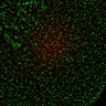 Thumbnail for Figure6ABC_131213_BubR1-CAD_concatenated_L11
