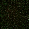 Thumbnail for dataset Figure6ABC_131213_BubR1-CAD_concatenated_L12