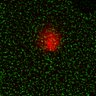 Thumbnail for dataset Figure6ABC_131213_BubR1-CAD_concatenated_L17