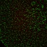 Thumbnail for dataset Figure6ABC_131213_BubR1-CAD_concatenated_L23