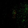 Thumbnail for dataset Figure7B_120713_L1_con1