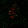 Thumbnail for dataset Figure7B_120713_L1_con3