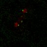 Thumbnail for dataset Figure7B_120713_L1_con4