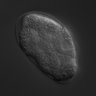 Thumbnail for dataset RNAi_F56D2.1_040803_02