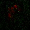 Thumbnail for dataset Figure7B_120713_L3_con1