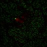 Thumbnail for dataset Figure7B_120713_L3_con2