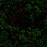 Thumbnail for dataset Figure7B_120713_L3_con3