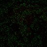 Thumbnail for dataset Figure7B_120713_L4_con1