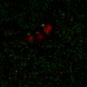 Thumbnail for dataset Figure7B_120713_L4_con2