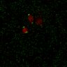 Thumbnail for dataset Figure7B_120713_L4_con3