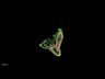 Thumbnail for dataset Fig4_stomach_Z