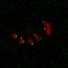 Thumbnail for dataset Figure7B_120713_L4_con4
