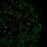 Thumbnail for Figure7B_120713_L5_con2