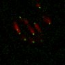 Thumbnail for dataset Figure7B_120713_L5_con4