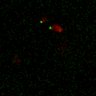 Thumbnail for Figure7B_120713_L5_con5