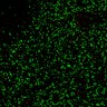 Thumbnail for dataset Figure7B_120713_L9_con4