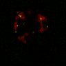 Thumbnail for Figure7B_120713_L9_con5