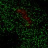Thumbnail for dataset Figure7B_120713_L12_con1