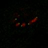 Thumbnail for dataset Figure7B_120713_L12_con2