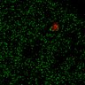 Thumbnail for dataset Figure7B_120713_L12_con4