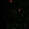 Thumbnail for Figure7B_120713_L13_con2