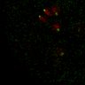 Thumbnail for Figure7B_120713_L13_con3