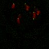 Thumbnail for Figure7B_120716_L1_con3