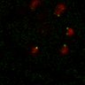 Thumbnail for dataset Figure7B_120716_L1_con4