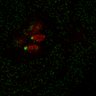 Thumbnail for dataset Figure7B_120716_L4_con1