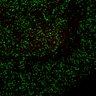 Thumbnail for Figure7B_120716_L4_con2