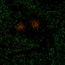 Thumbnail for dataset Figure7B_120716_L4_con3