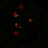 Thumbnail for dataset Figure7B_120716_L4_con4